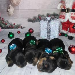 French Bulldog and Rottweiler Puppies from White River Rotties