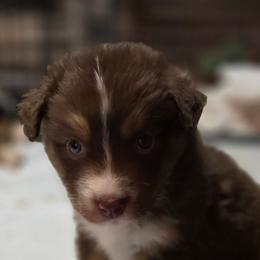 Hercules - Red tri-color male Australian Shepherd puppy in Smithfield, Utah from Invictus Farms
