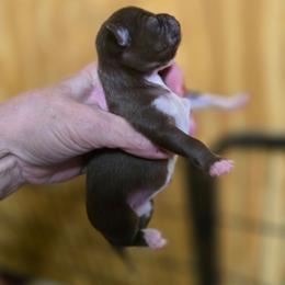 Mattie - Chocolate and white female Chihuahua puppy in Orange, Texas from Tiny Paws from God