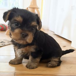 Suzy - Blue and gold female Yorkshire Terrier puppy in Edwardsville, Illinois from Yorkie Acres (@yorkie_2_life)