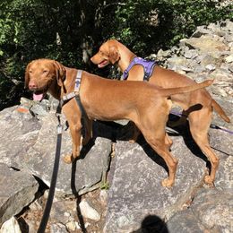 Vizsla All Grown Up from Diamond Vizslas