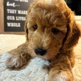 Nathan - Parti male Goldendoodle puppy in White Pigeon, Michigan from Delaryedoodles