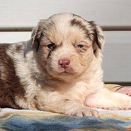 Girl 1 Dolly - Red merle Miniature Australian Shepherd puppy in St. Louis, Missouri from Spotted Rump Ranch