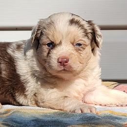 Girl 1 Dolly - Red merle Miniature Australian Shepherd puppy in St. Louis, Missouri from Spotted Rump Ranch