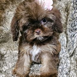 Cockapoo, Maltipoo, Morkie, and Yorkipoo Puppies from Mosaic Merle Doodles