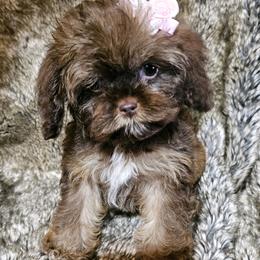 Cockapoo, Maltipoo, Morkie, and Yorkipoo Puppies from Mosaic Merle Doodles
