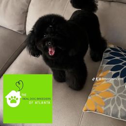 Kisses - Poodle