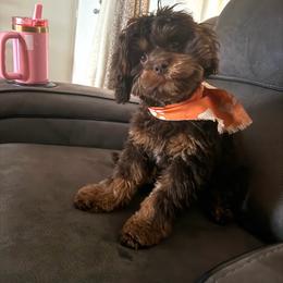 Puddles - Chocolate male Cavapoo puppy in Cameron, South Carolina from Sassy Sailor & Company