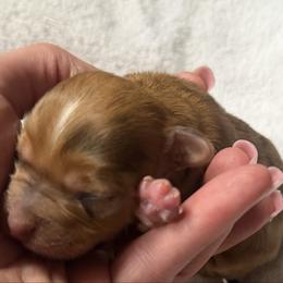 Charlie - Merle male Morkie puppy in Winston Salem, North Carolina from Patty’s Paws