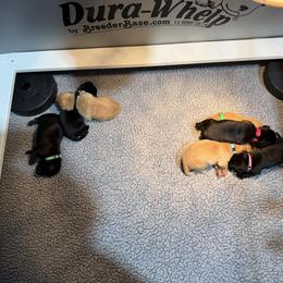 White collar - Black male Labrador Retriever puppy in Britton, South Dakota from FR Labs