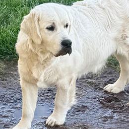 Golden Retriever puppies from Robinsnest Goldens