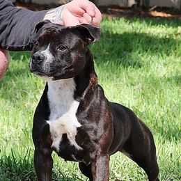 Aoife - Staffordshire Bull Terrier