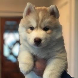 Siberian Huskies from Maplelane Siberians