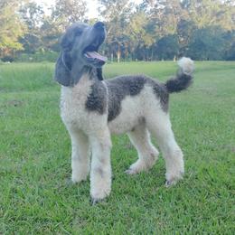 Baymax - Poodle