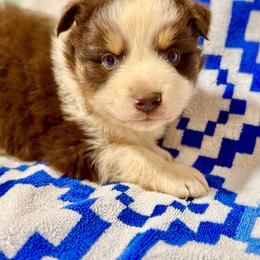 Tri male 2 - Red tri male Miniature Australian Shepherd puppy in Lemon Cove, California from Magic Ranch Mini Aussies