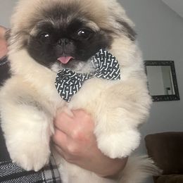 BO BO - Pekingese
