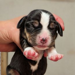 Male 2 - Black tan and white male Beagle puppy in Baltimore, Maryland from Country Acres Farm
