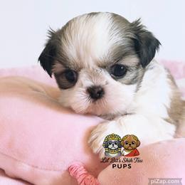 Nelly - Gold and white female Shih Tzu puppy in Walkertown, North Carolina from Lil’ Bit’s Shih Tzu