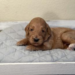 Double Doodle, Goldendoodle, Labradoodle, and Poodle Puppies from Amore Doodles & Poodles