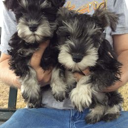 Miniature Schnauzer Puppies from Texas Schnauzers