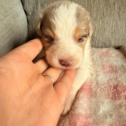Jameson - Red merle male Australian Shepherd puppy in Worcester County, Massachusetts from O’Kejas  Kennel