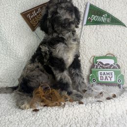 Fizzy - Merle female Irish Doodle puppy in Galloway, Florida from Heavenly Poodles