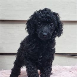 Bulldog, Poodle, and Shih Tzu Puppies from Gems kennel