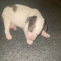 Praline - Blue merle and white female Sheepadoodle puppy in Columbia, Tennessee from Primrose Cottage Puppies