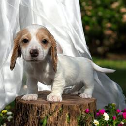 AKC piebald female - Piebald female Dachshund puppy in Glen St Mary, Florida from Little Pawz, LLC
