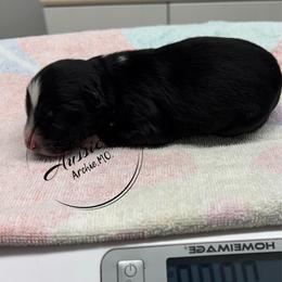 Black Tri - Black & white female Australian Shepherd puppy in Archie, Missouri from Beachin' Aussies