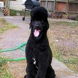 Rex - Poodle
