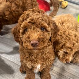 Buzz Lightyear - Red  male Goldendoodle puppy in Moreno Valley, California from Rainbow SoCal Doodles