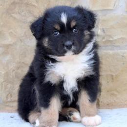 Miniature Australian Shepherds and Toy Australian Shepherds from 6C Aussies