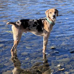 Ozzy - Catahoula Leopard Dog