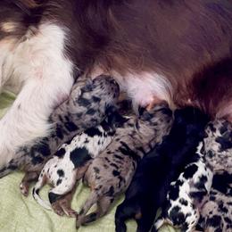 Aussiedoodles and Miniature Australian Shepherds from DLT MiniAussie