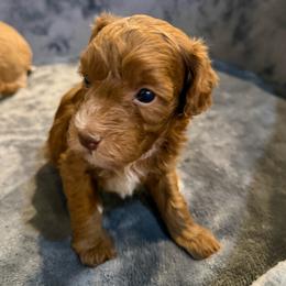 Rocko - Red male Cavapoo puppy in Hayden, Alabama from Agape Southern Farms