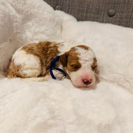 Blue Collar - Parti male Goldendoodle puppy in Miami, Florida from GoldStar Doodles USA