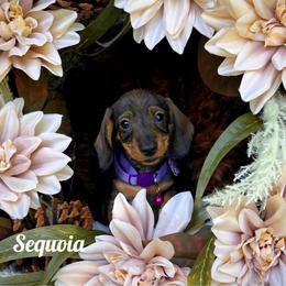 Sequoia - Wild boar female Dachshund puppy in Columbia, Missouri from Royal Bloodline Canines