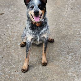Cyrus - Australian Cattle Dog