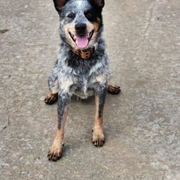 Cyrus - Australian Cattle Dog