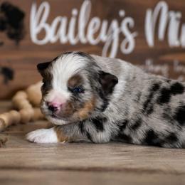 Gus - Blue merle male Miniature Australian Shepherd puppy in Lowgap, North Carolina from Baileys Mini Aussies