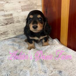 Skye - Black and cream female Dachshund puppy in Atwood, Oklahoma from Holder’s Doxie Farm