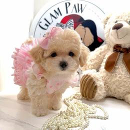 Nala - Cream female Maltipoo puppy in Spring, Texas from GlamPaw Maltipoos