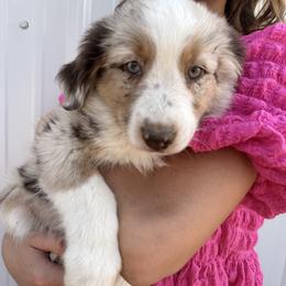 Miniature Australian Shepherd Puppies from Reeds Cattle Co.