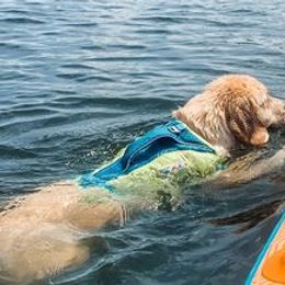 Golden Retrievers from Jennifer Morasco