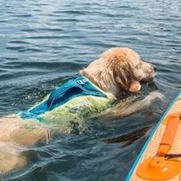 Golden Retrievers from Jennifer Morasco