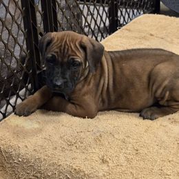 Haggard - Rd whtn blk nose male Rhodesian Ridgeback puppy in Gaffney, South Carolina from Circle D Farms
