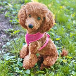 Ashoka - Poodle