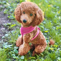 Ashoka - Poodle