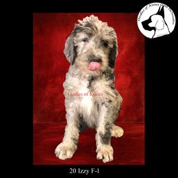 Assorted Doodle Crosses Puppies from Oodles of Kisses' Great DaNoodles